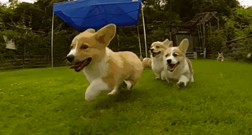 Bring Some Sunshine Into Your Rainy Day With These 12 Dog Gifs