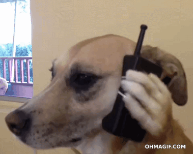 Stop Studying, You Deserve To Look At These Dog GIFs