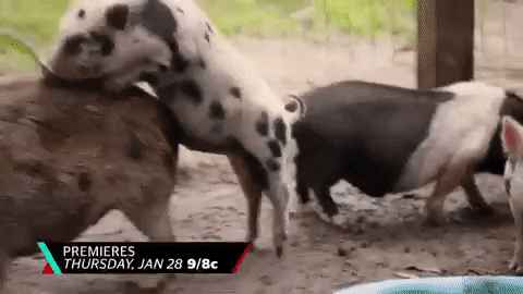 14 Gifs Of Pigs That Will Speak To Your Summer