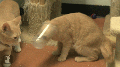 15 Animal GIFs Guaranteed To Brighten Your Day