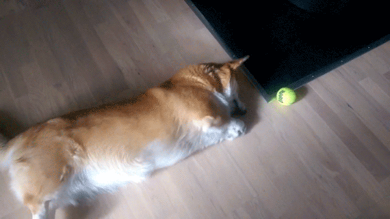 A Corgi's Struggle During Finals Week