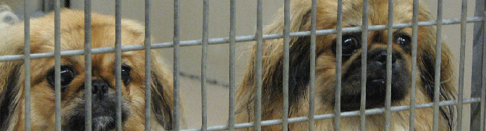 Why You Should Rescue A Dog