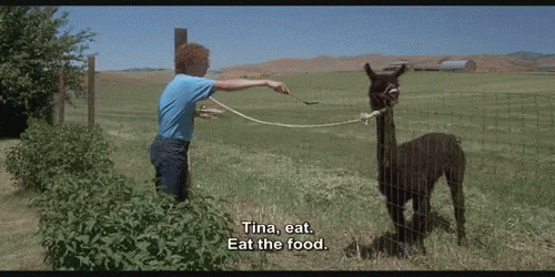 Growing Up With Pet Llamas