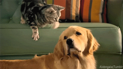 Top 10 Struggles Of Being An Animal-less Animal Lover In College