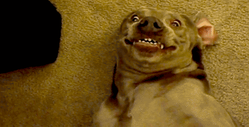 7 Reasons Dogs Are Better Than People