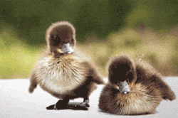Baby Animals That Will Help You Through Midterms