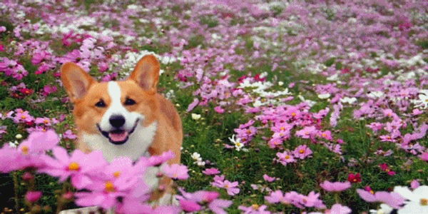 A Midterms Study Break Brought To You By Corgis
