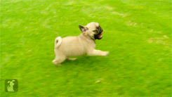 10 Reasons Why Dogs Should Rule The World