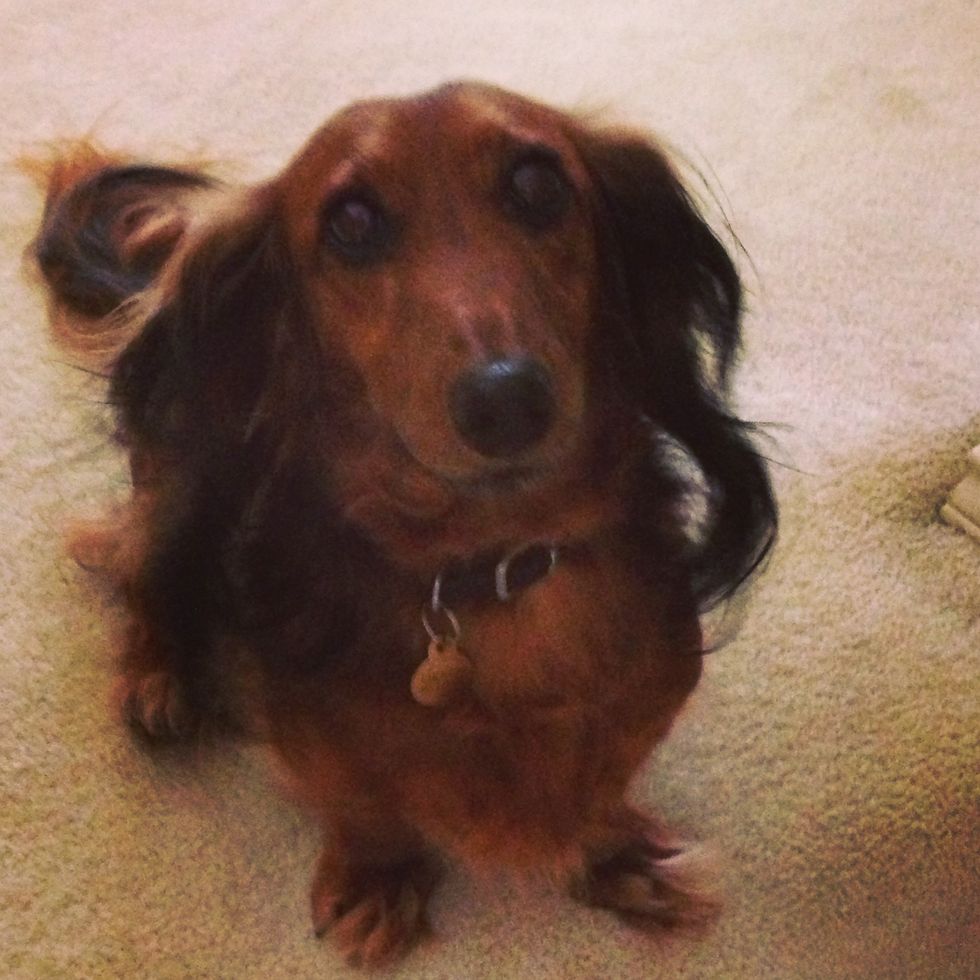 Why Dogs Are Our Best Friends