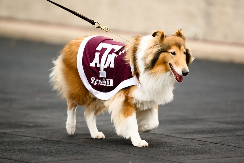 9 Reasons College Station is Perfect for Dog Lovers
