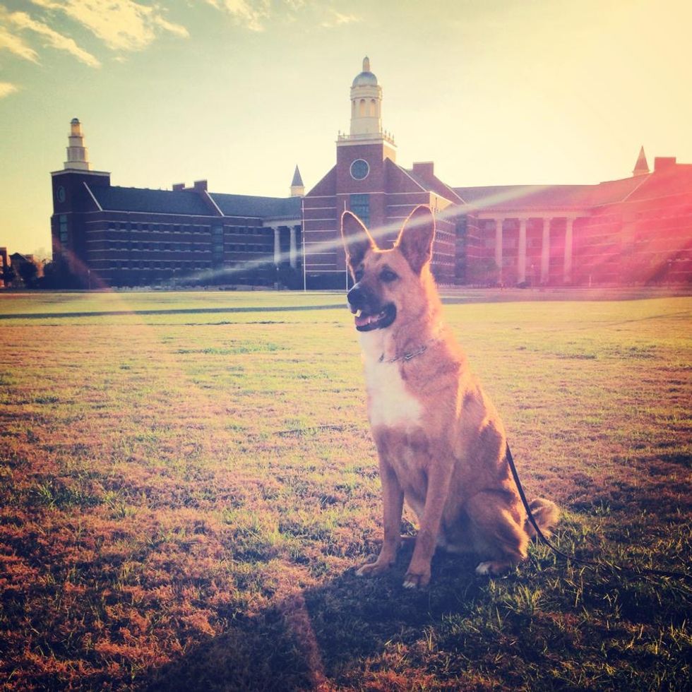 10 Reasons Why You Should Have a Dog in College