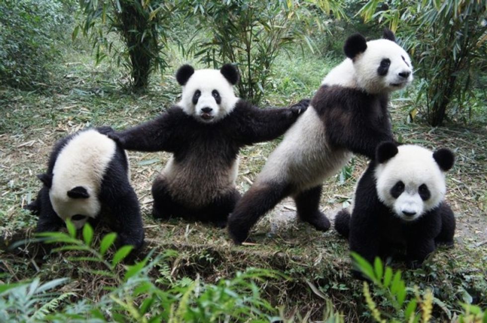 10 Pandas That Will Make Your Day