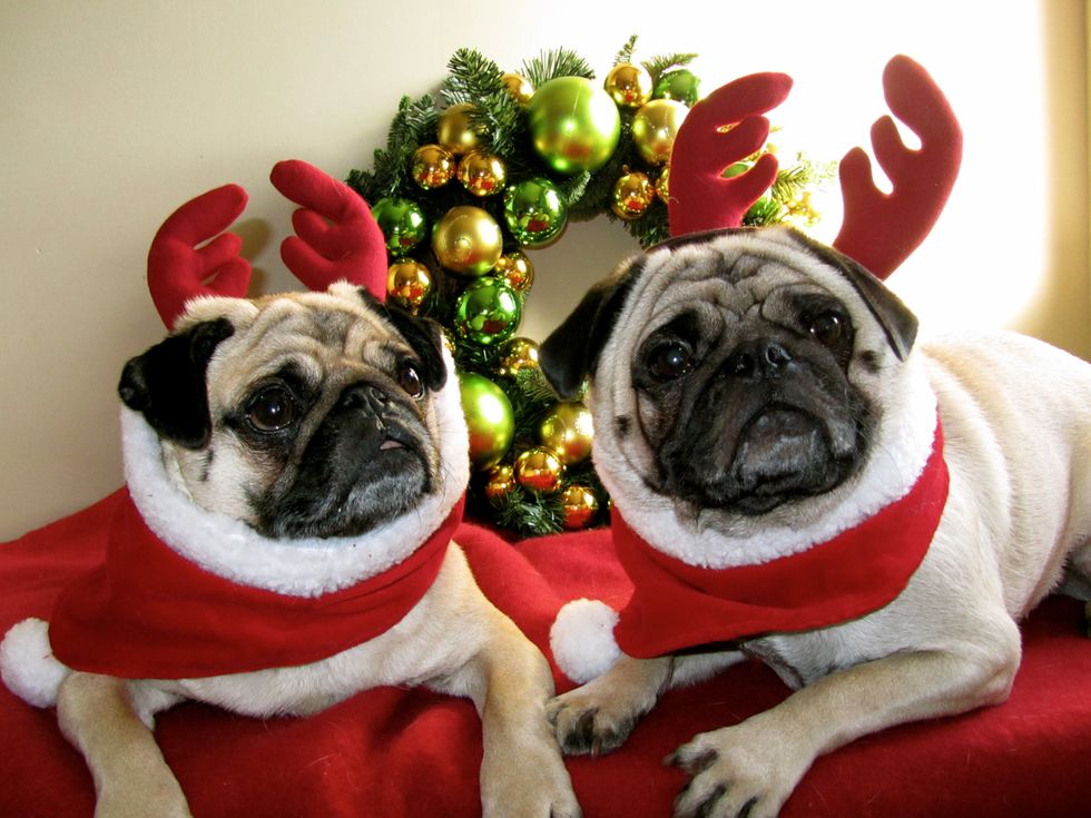 22 Pugs To Get You Excited For The Holiday Season