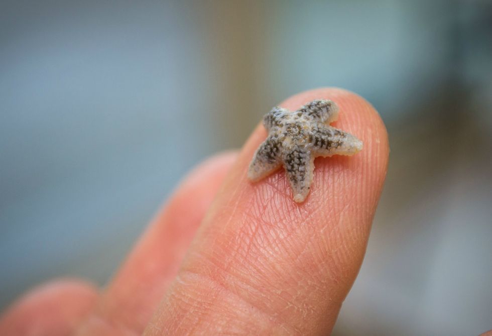 What Do People and Starfish Have in Common?