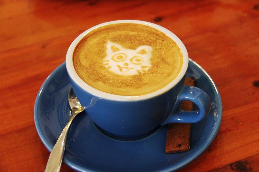An Inside Scoop On A Local Cafe, Cat Cafe