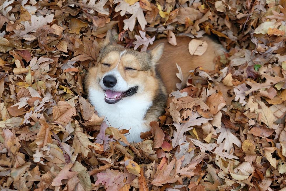10 Reasons To Love Corgis For The Quirky Dogs They Are