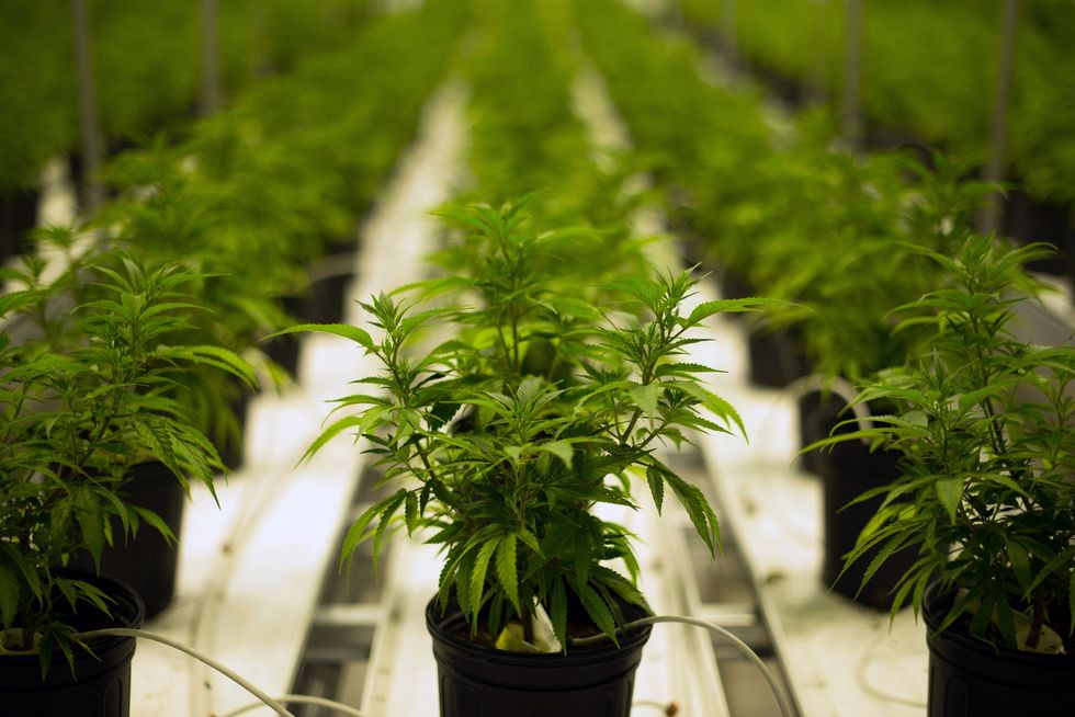 Benefits of Growing the Wonder Herb Marijuana