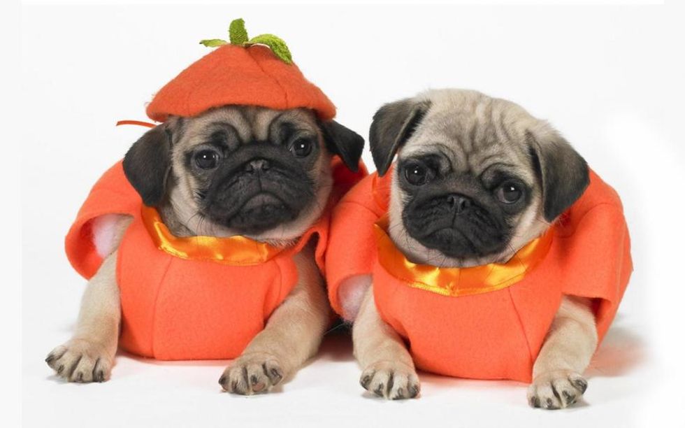 Best Halloween Costumes: Dog Edition