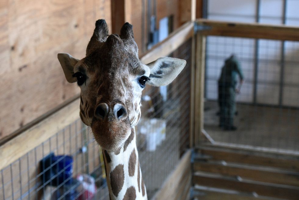 As The World Watched A Giraffe, 8 Earth Shattering Events Occurred