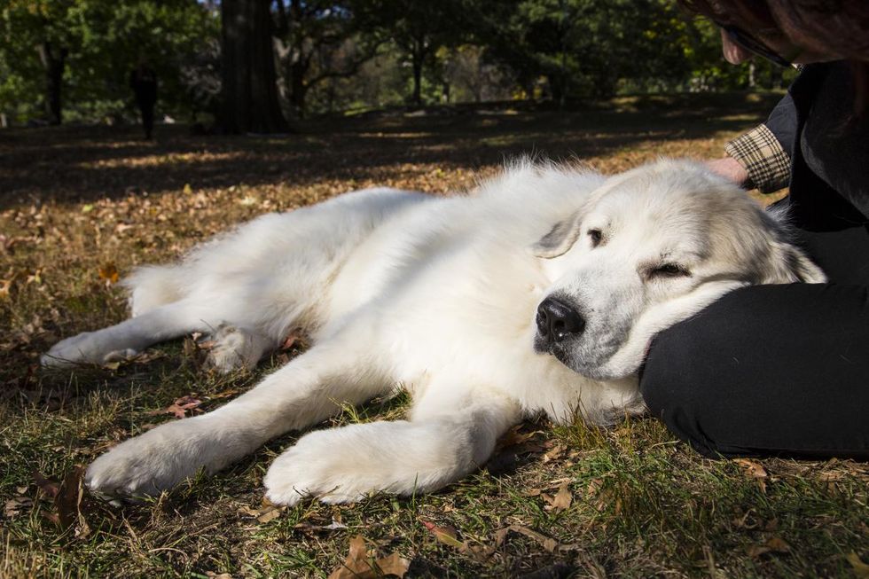 16 Things Your Dog Would Say If They Could Talk