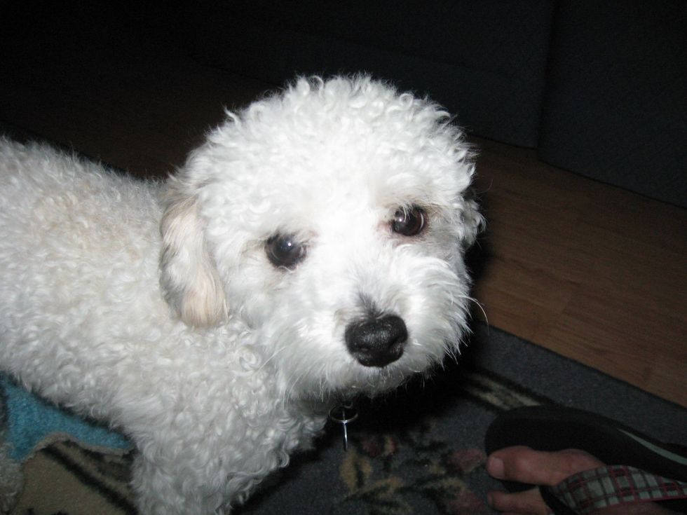 7 Behaviors You Develop When You're A Long-Time Dog Owner