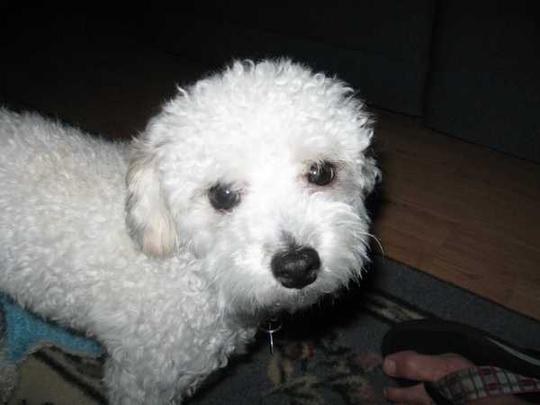 7 Behaviors You Develop When You're A Long-Time Dog Owner