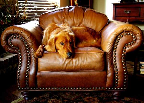 19 Classes Dogs Would Take If They Could Go To College