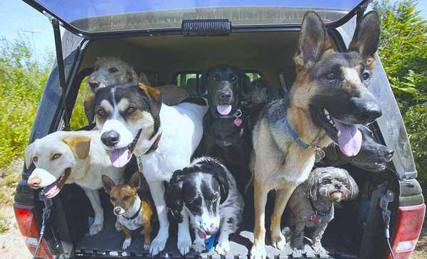 15 Things Every Dog Addict Knows All Too Well