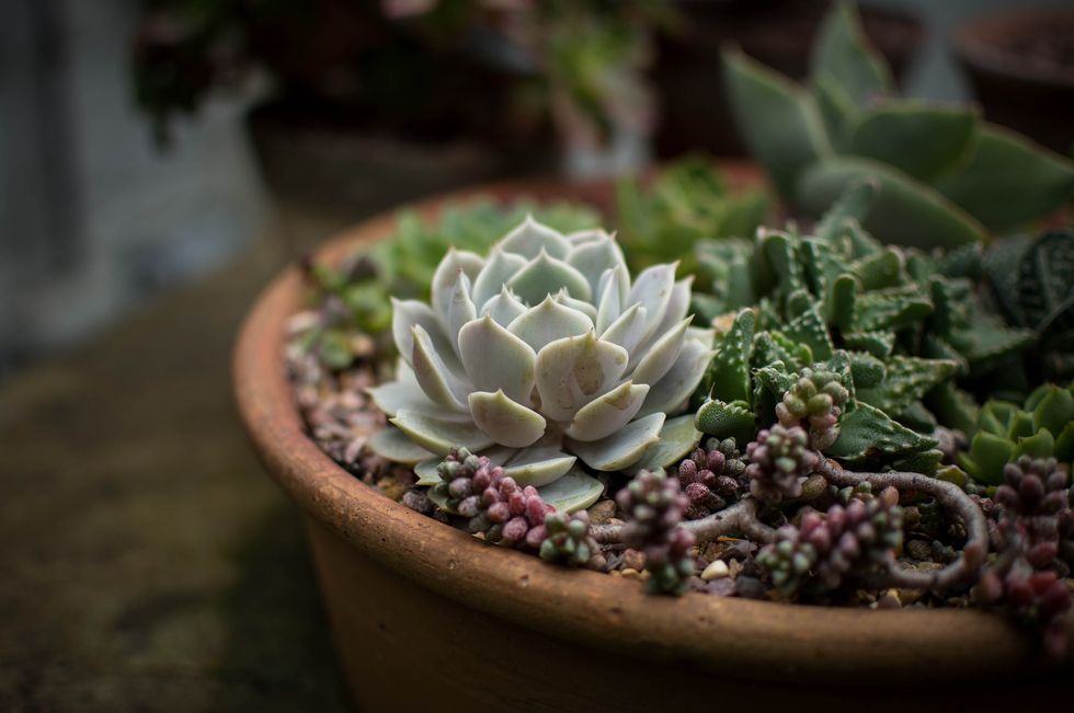 5 Reasons Succulents Are Perfect For College