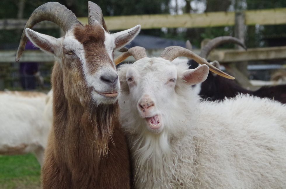 7 Facts About Goats You Probably Already Knew, And 1 You Probably Didn't