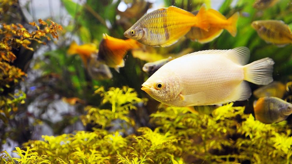 A Guide: How To Take Care Of Pet Fish