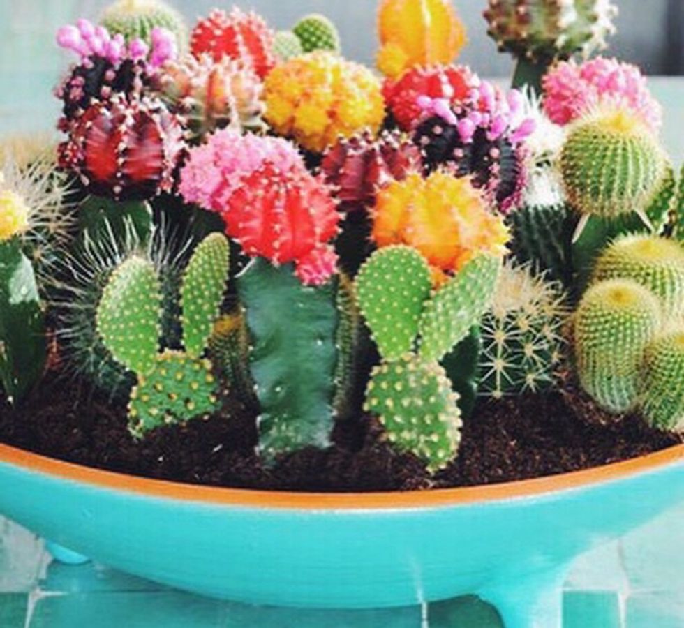 8 Reasons Why You Should Befriend A Cactus