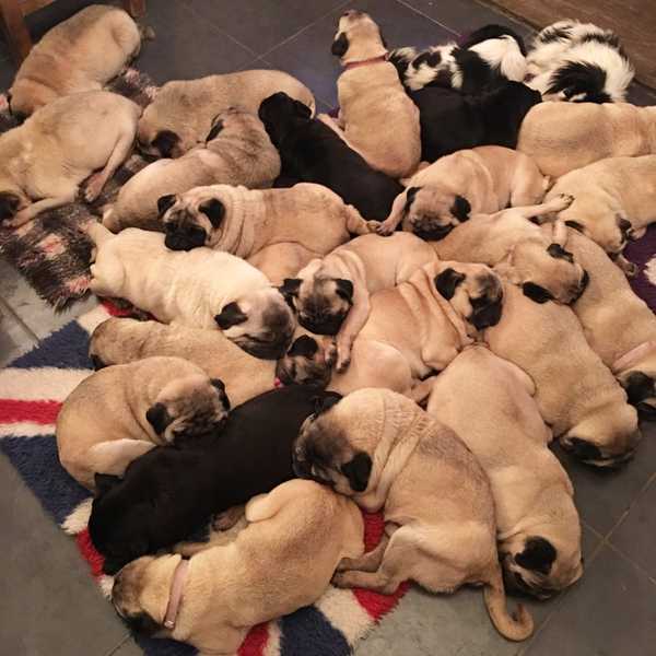 11 Reasons Why More Dogs Are Always Better