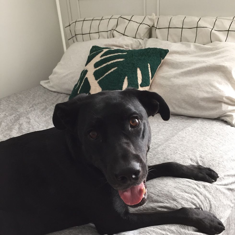 We Should All Be More Like Dogs