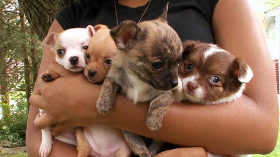 These 16 Adorable Puppy Hybrids Will Absolutely Make Your Day