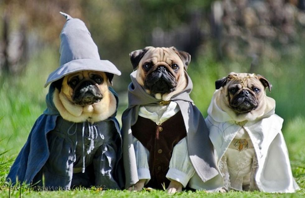 Awesome Halloween Dog Costumes