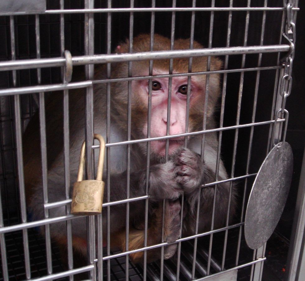 Animal Testing: Inhumane And Ineffective