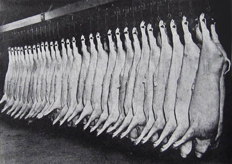 A Slaughterhouse With Glass Walls: Satirical Essay