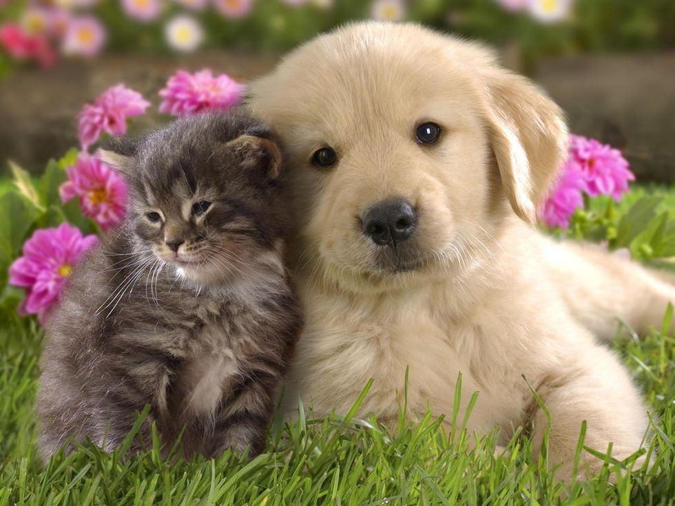 13 Signs You're A Devoted Animal Lover