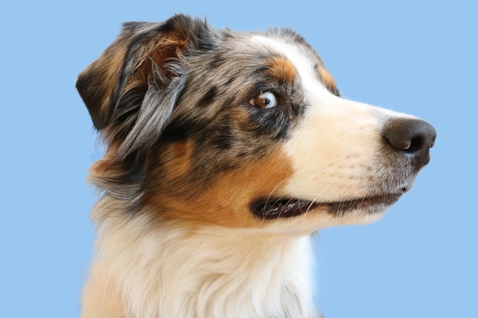11 Signs You're An Australian Shepherd Owner