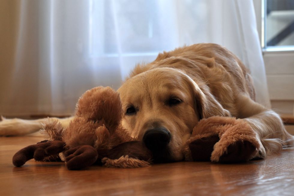 6 Times That Dogs Melted Our Hearts