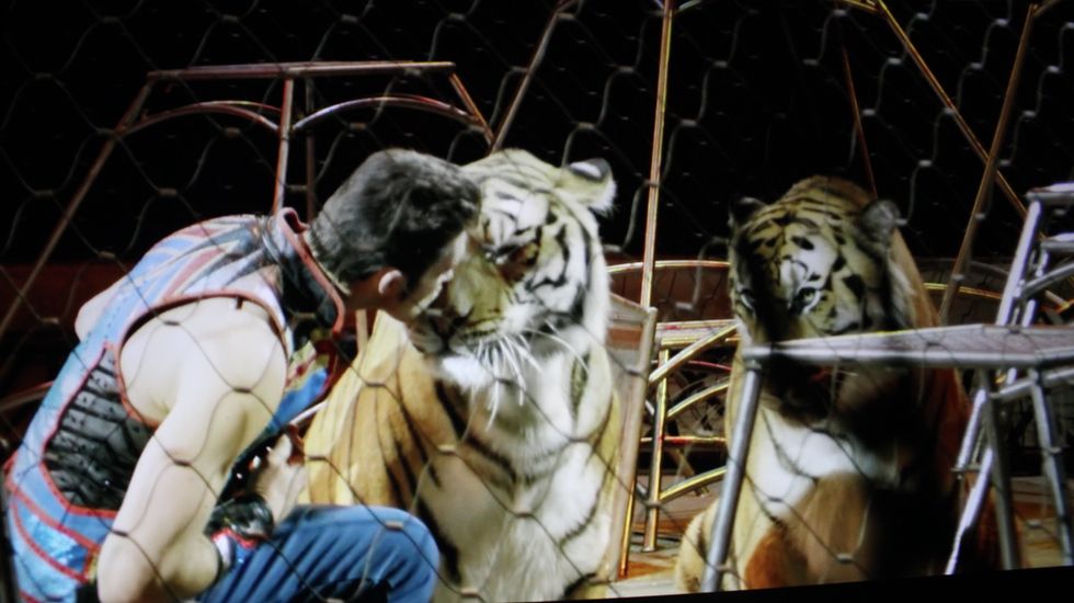 Why Animal Lovers Should Boycott The Circus