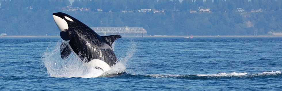 The Cruel and Harsh Reality Behind SeaWorld