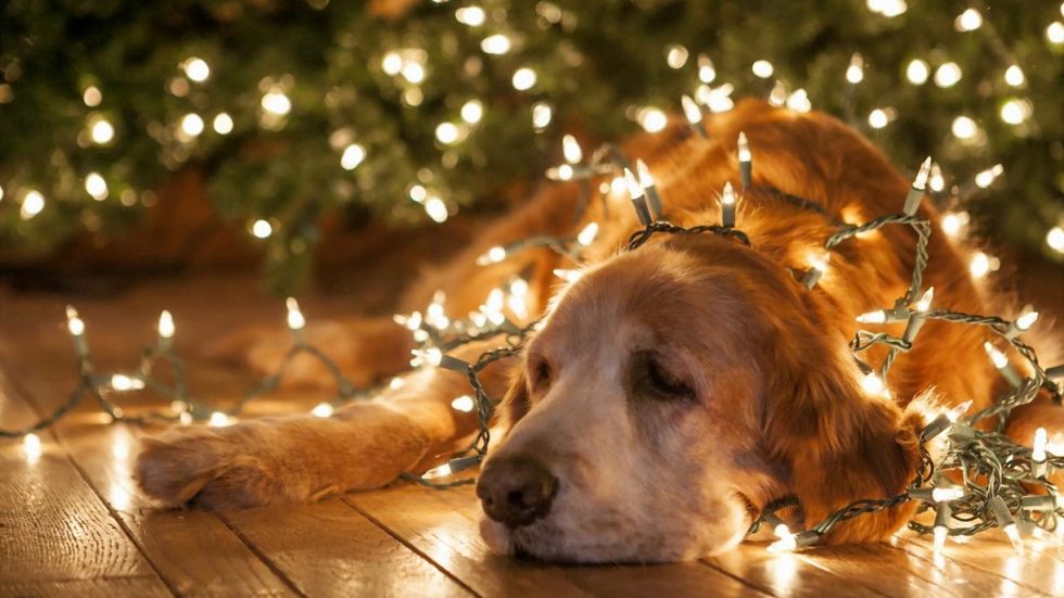 The 5 Emotional Stages Of Christmas