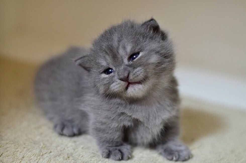 10 Adorable Munchkin Cats To Brighten Your Day