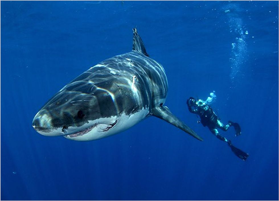 20 Shark Facts: The Majestic Sea Predator