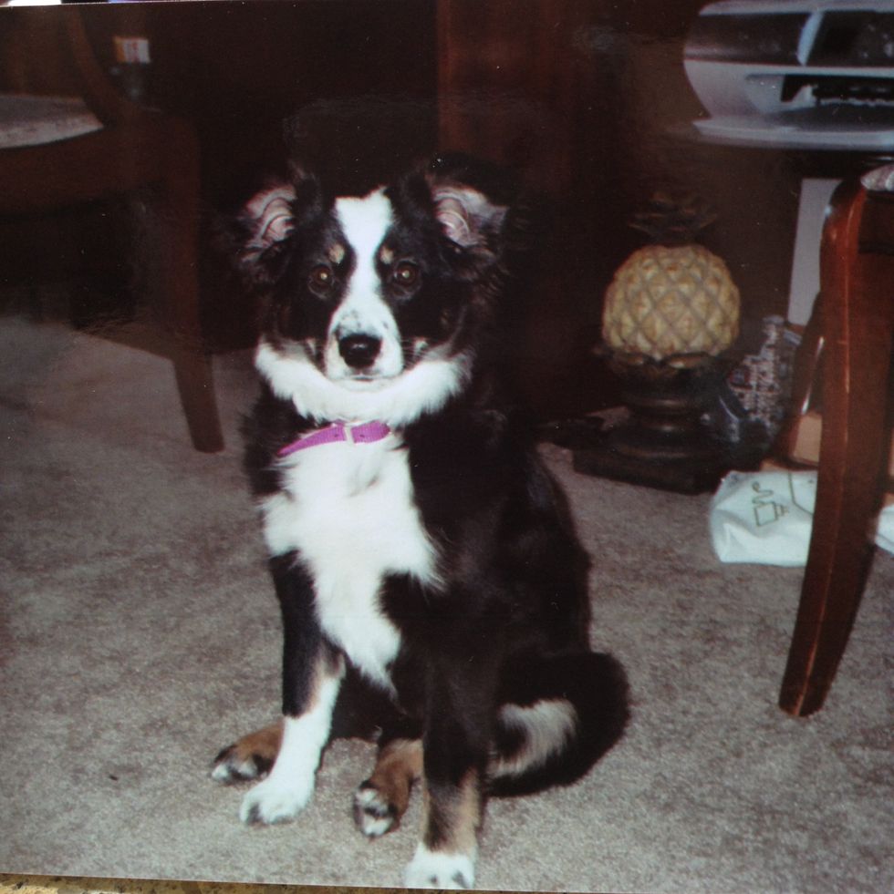 Why Getting A Dog Was the Best Decision I've Ever Made