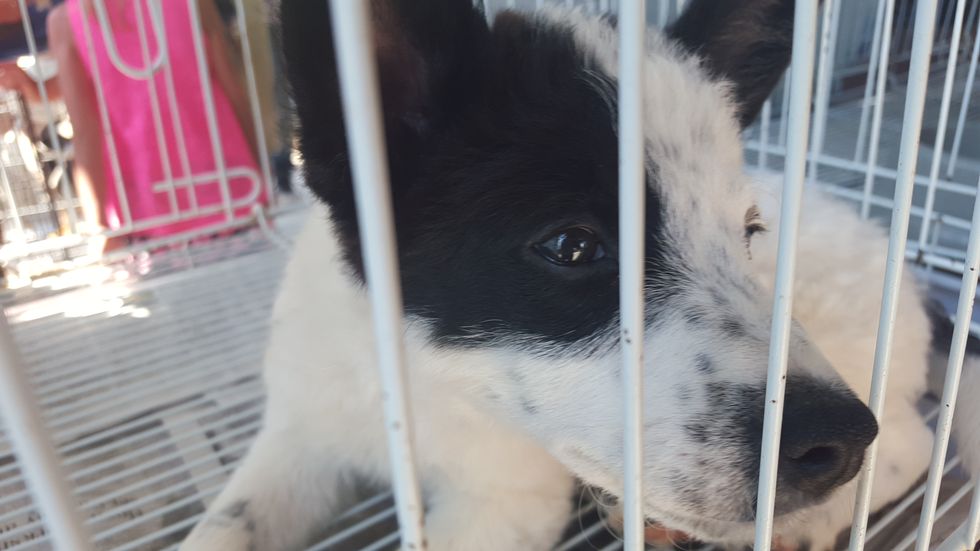 Ohio Flea Market Allows Neglectful Selling of Animals