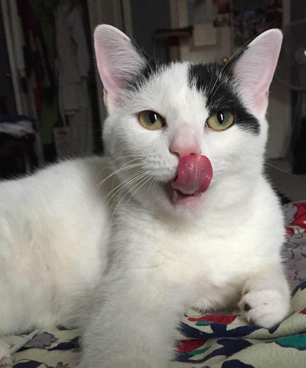 12 Reasons Cats Are Actually The Best Pets