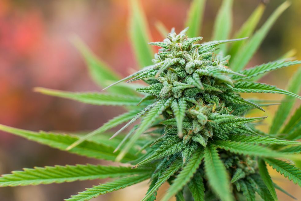 Shutting Down Those Crazy Myths About Marijuana